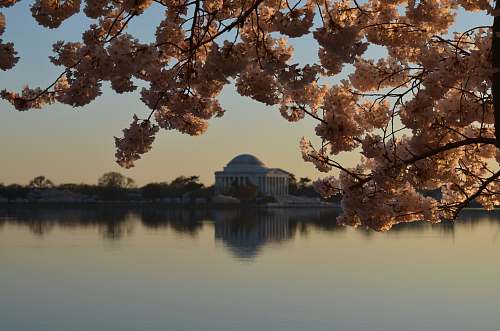 cherry blossom photo of pink leafed tree during sunset lake